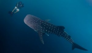 whale sharks belize