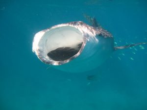 whaleshark 6