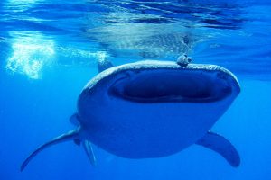 whaleshark Mozambique