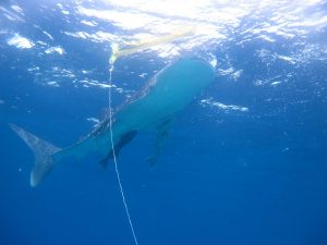 whaleshark dive