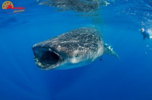 whaleshark isla mujeres mexico