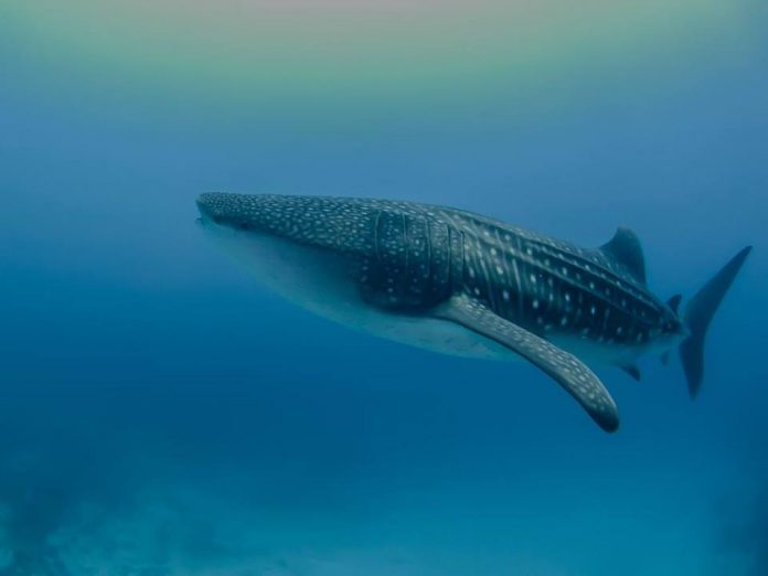 whaleshark maldives 2