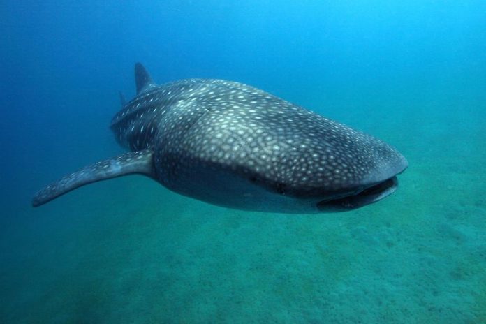 whaleshark filipínách