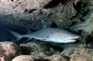white tip reefshark palau