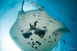 white belly of manta ray