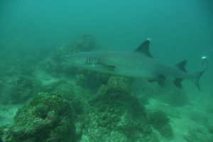 white tip reef shark