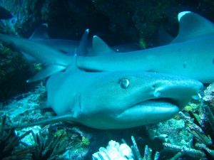 white tip reef shark galapagos