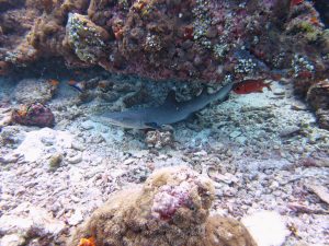 white tip reefshark