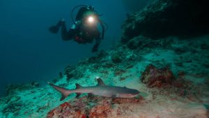 whitetip reefshark maldives