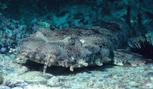 wobbegong 1