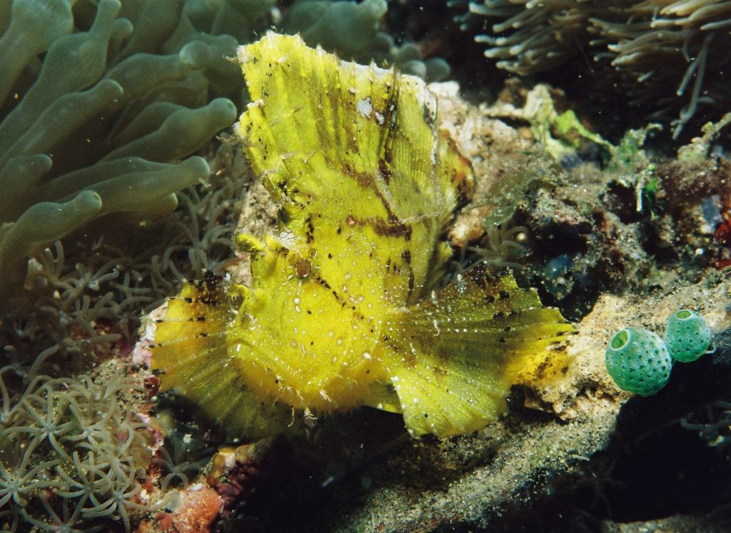 yellow leaf fish RUSHKULT