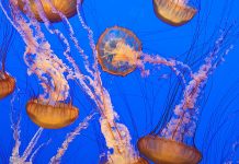 yellyfish