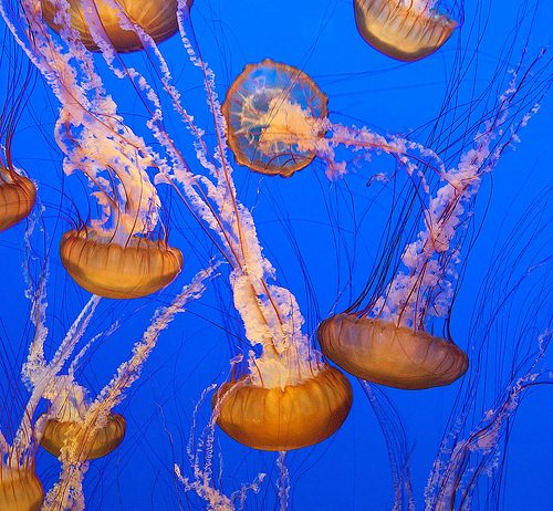 yellyfish