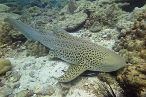 zebra shark