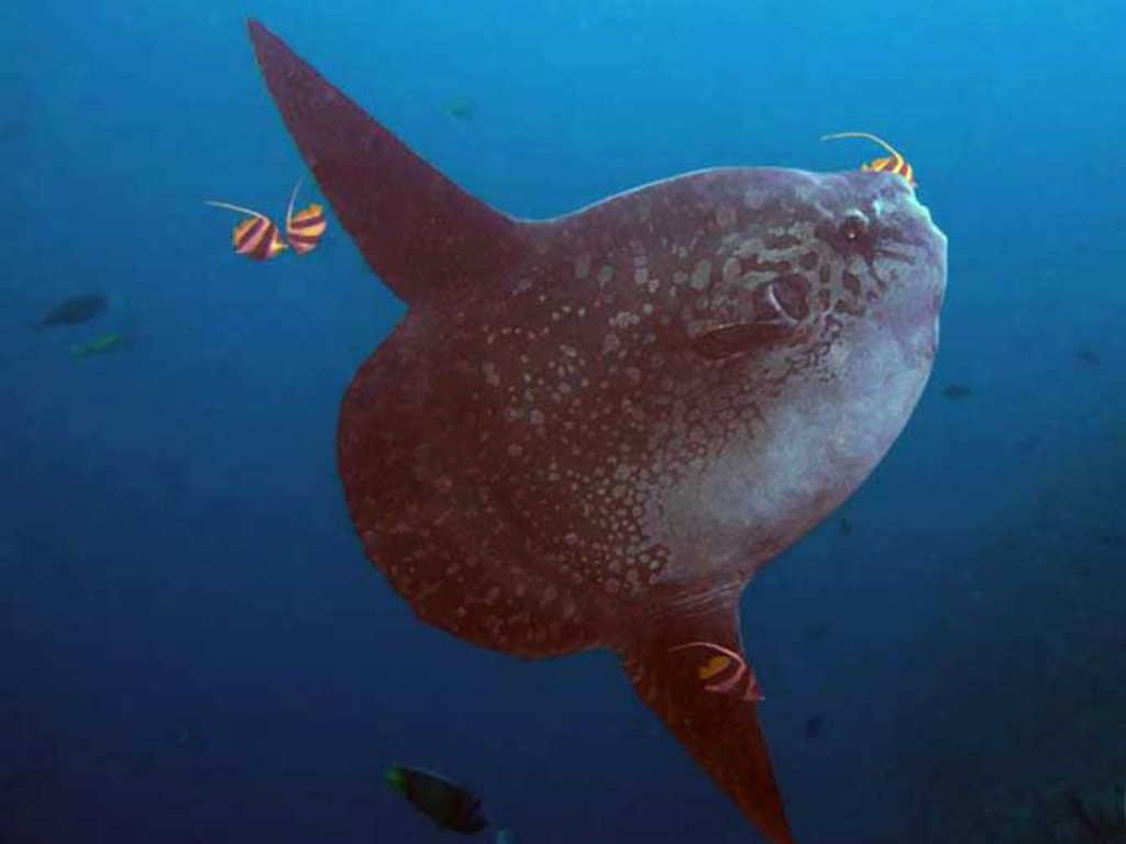 Bali Mola Mola