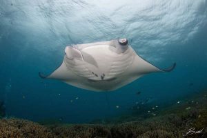 manta in shallow water 3