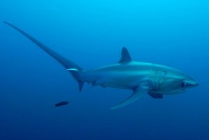 Thresher Shark 8