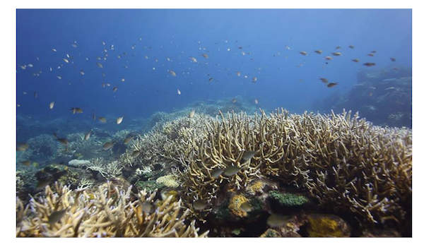 Coral Paradise barren Island | RUSHKULT