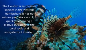 Lionfish invasive species