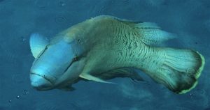 Maori Wrasse