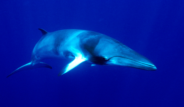 Minke_whales_in_australia