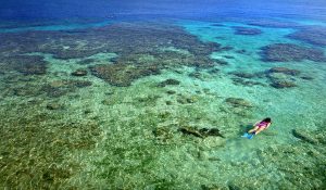 Snorkeling and diving in Utila