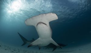 bimini hammerhead shark bahamas