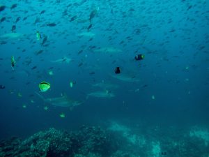 hammerhead sharks galapagos