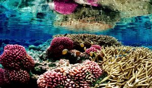 healthy coral reef