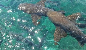 nurse sharks hol chan belize