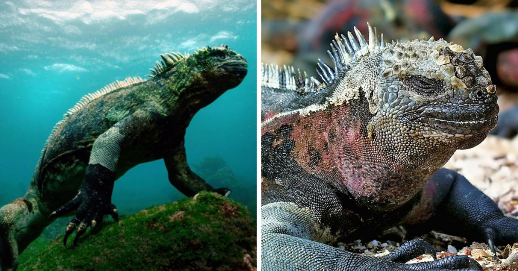 Magazine visual Marine Iguana