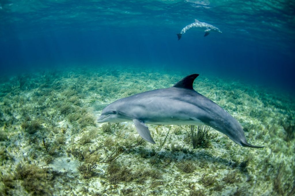 scuba diving galapagos dolphins