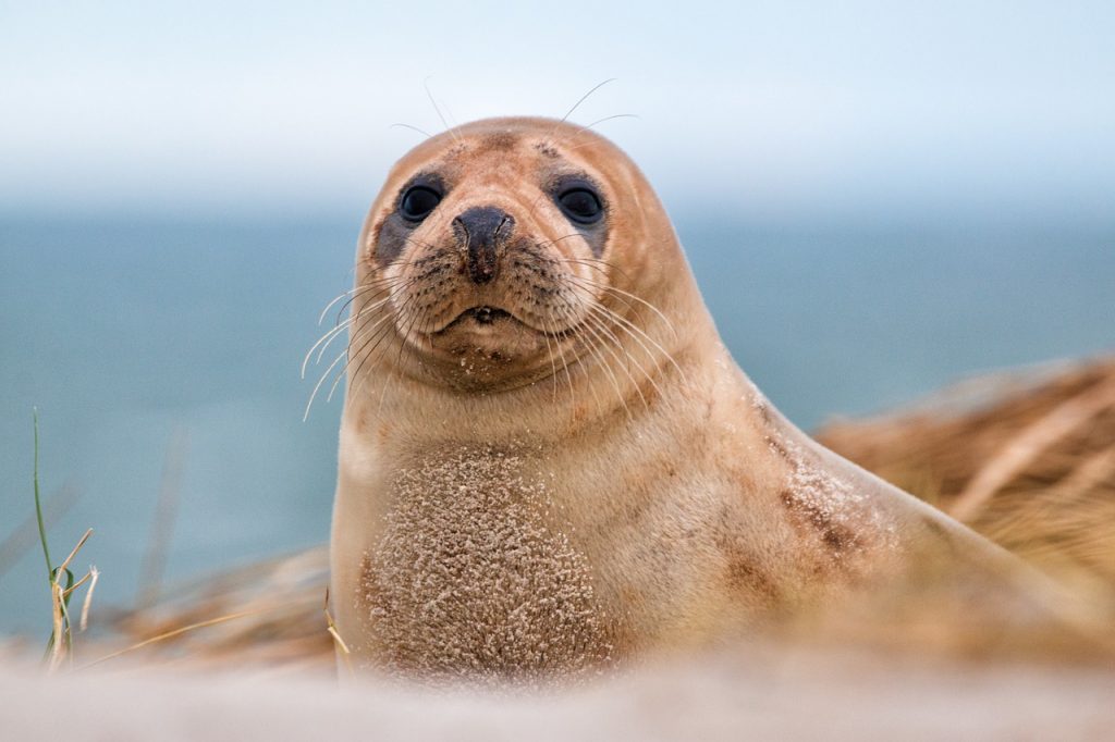 scuba diving galapagos fur seal