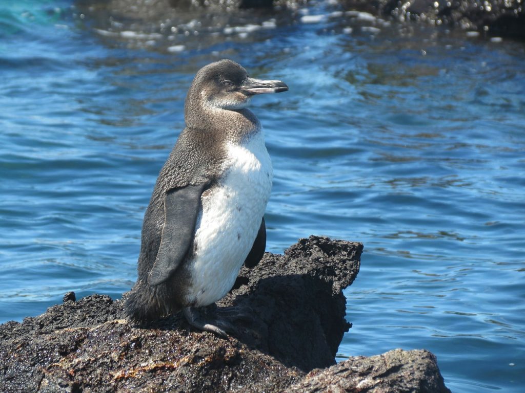 scuba diving galapagos penguin