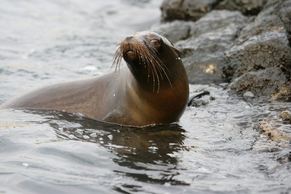 scuba diving galapagos sea lion