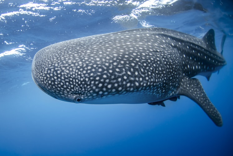 scuba diving galapagos whale shark